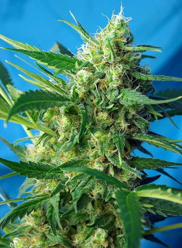Sweet Seeds - NYC Diesel Auto aka Ice Cool Auto (auto/fem.)