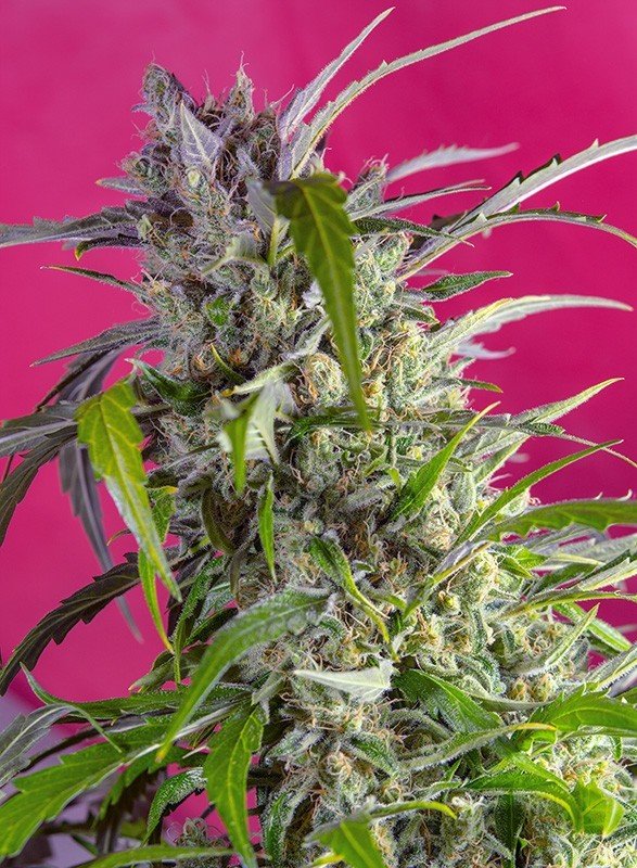 Sweet Seeds - Crystal Candy Auto (auto/fem.)