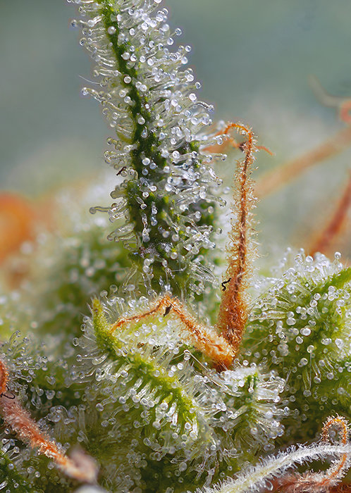 Sweet Seeds - Crystal Candy Auto (auto/fem.)