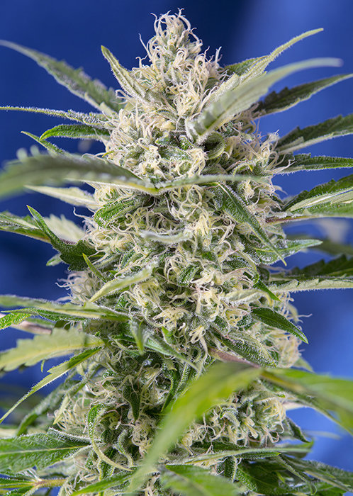 Sweet Seeds - Crystal Candy Auto (auto/fem.)