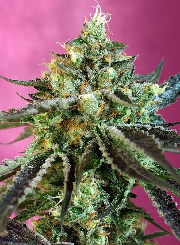 Sweet Seeds - Sweet Nurse Auto CBD ® (auto/fem.)