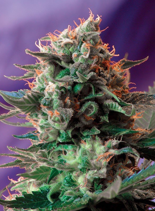 Sweet Seeds - Jack 47 F1 Fast Version (fem.)