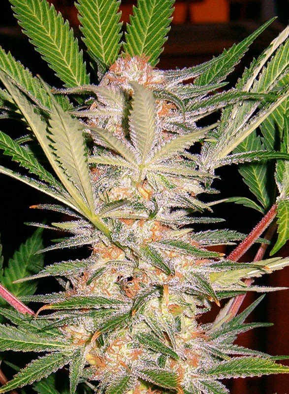 Sweet Seeds - S.A.D. Sweet Afgani Delicious F1 Fast Version (fem.)