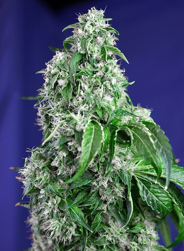 Sweet Seeds - Big Devil F1 Fast Version ® (fem.)