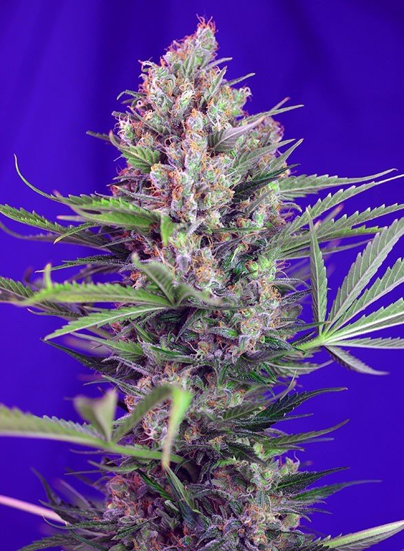 Sweet Seeds - Cream Mandarine F1 Fast Version (fem.)