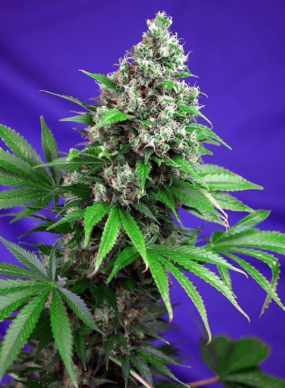Sweet Seeds - Killer Kush F1 Fast Version (fem.)