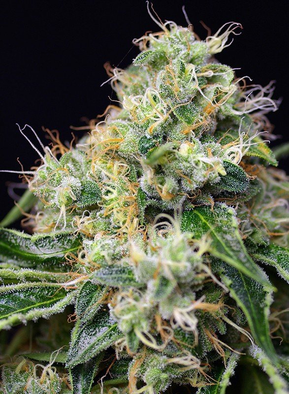Sweet Seeds - Killer Kush F1 Fast Version (fem.)