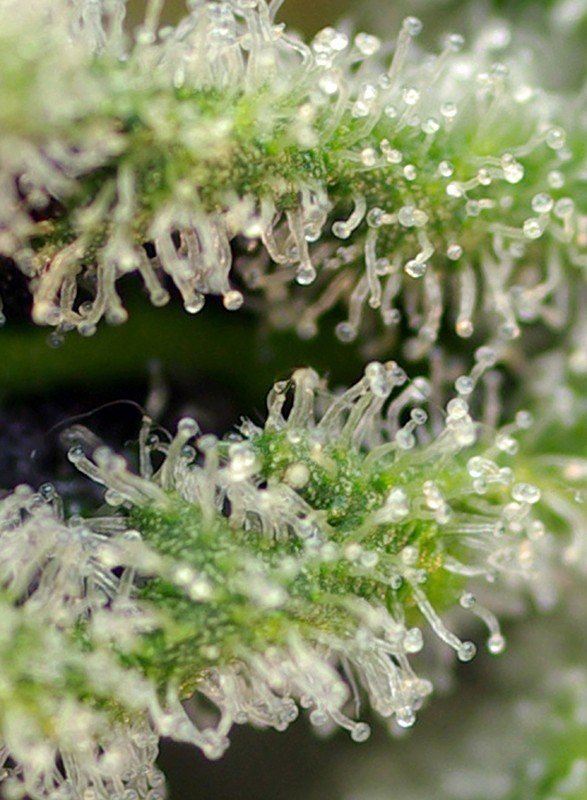 Sweet Seeds - Killer Kush F1 Fast Version (fem.)