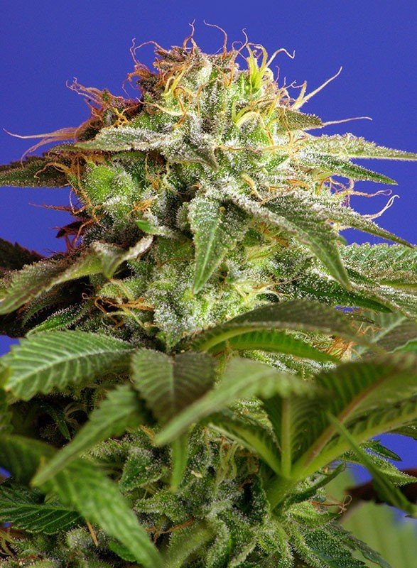 Sweet Seeds - Green Poison F1 Fast Version (fem.)