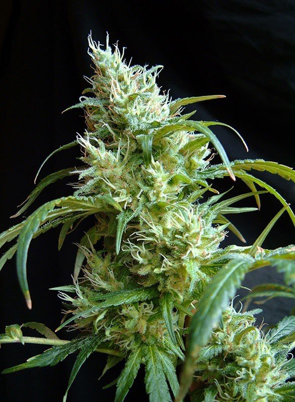 Sweet Seeds - Flash Back #2 (fem.)