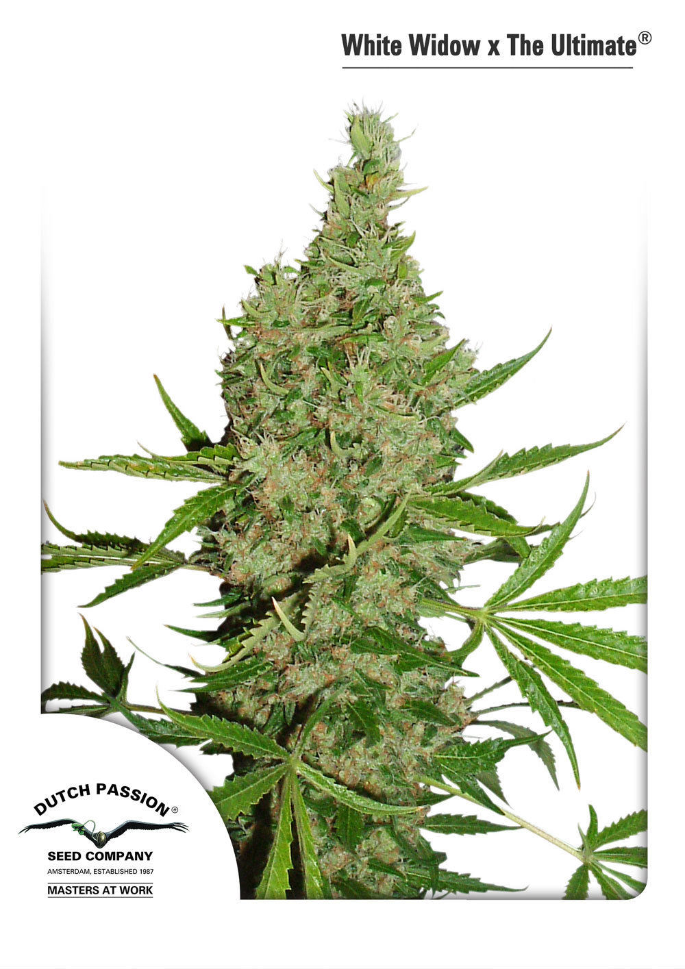 Dutch Passion - White Widow X The Ultimate (reg.)