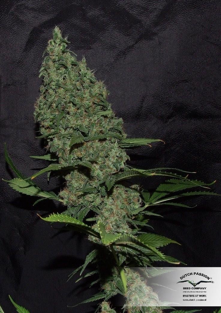 Dutch Passion - White Widow X The Ultimate (reg.)