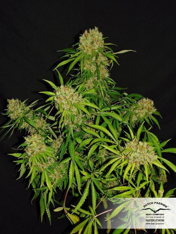 Dutch Passion - White Widow X The Ultimate (reg.)