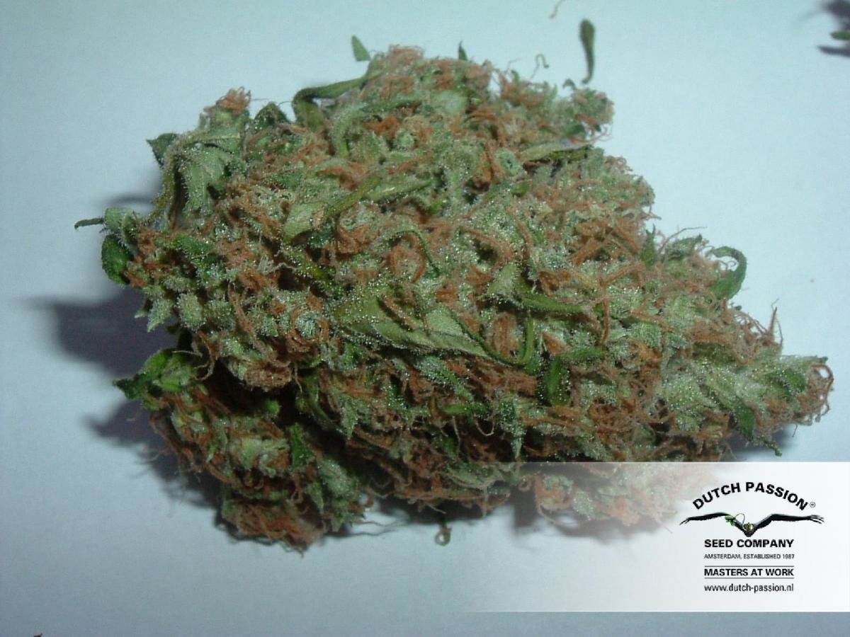 Dutch Passion - White Widow X The Ultimate (reg.)