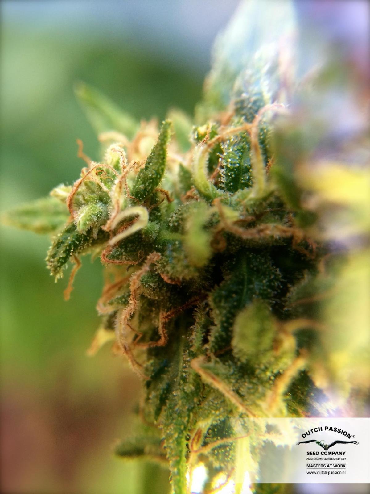 Dutch Passion - White Widow X The Ultimate (reg.)