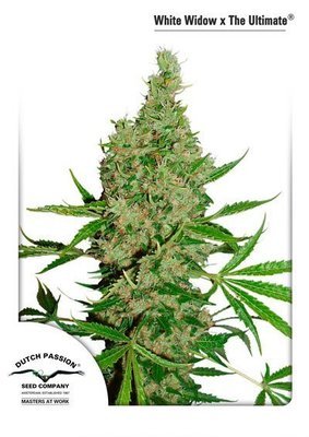 Dutch Passion - White Widow X The Ultimate (reg.) 01466