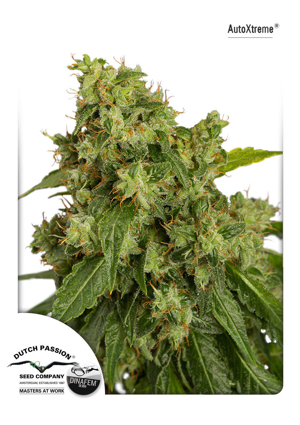 Dutch Passion - Auto Xtreme (auto/fem.)