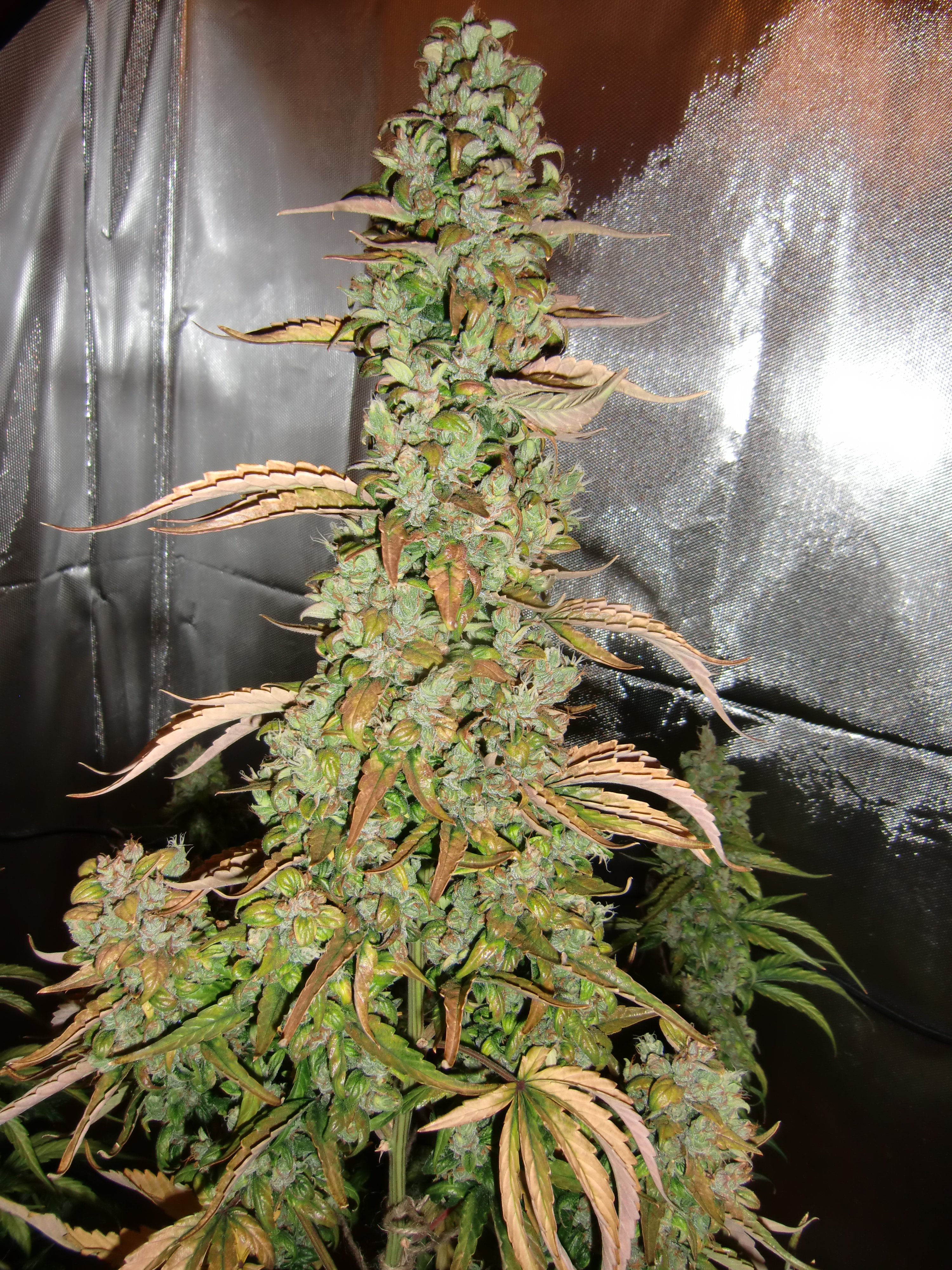 Dutch Passion - Auto Xtreme (auto/fem.)