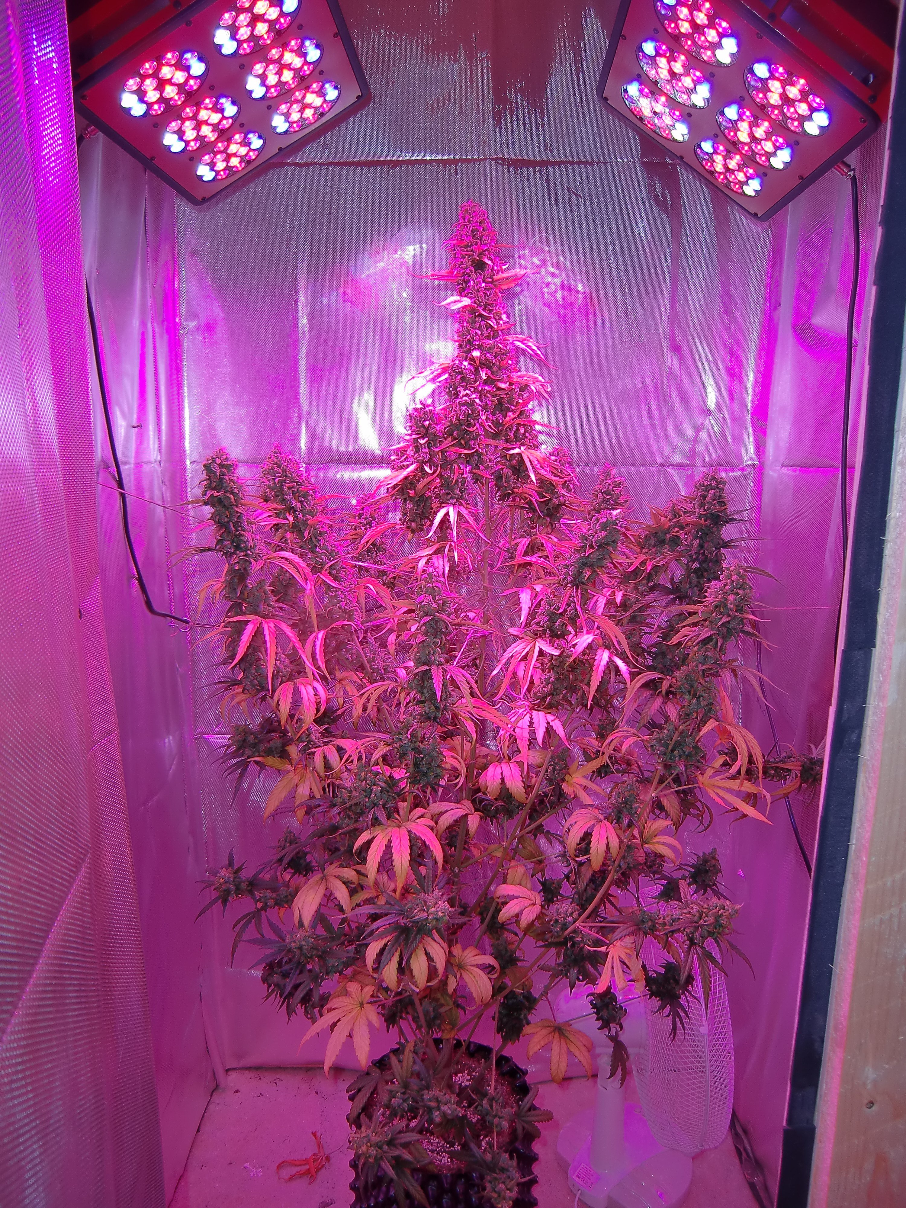 Dutch Passion - Auto Xtreme (auto/fem.)