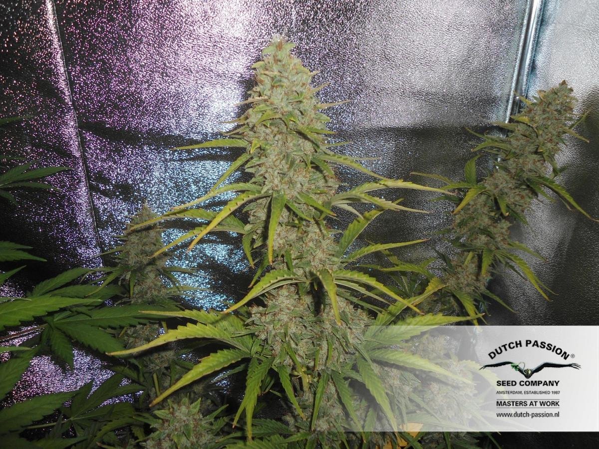 Dutch Passion - Auto Xtreme (auto/fem.)