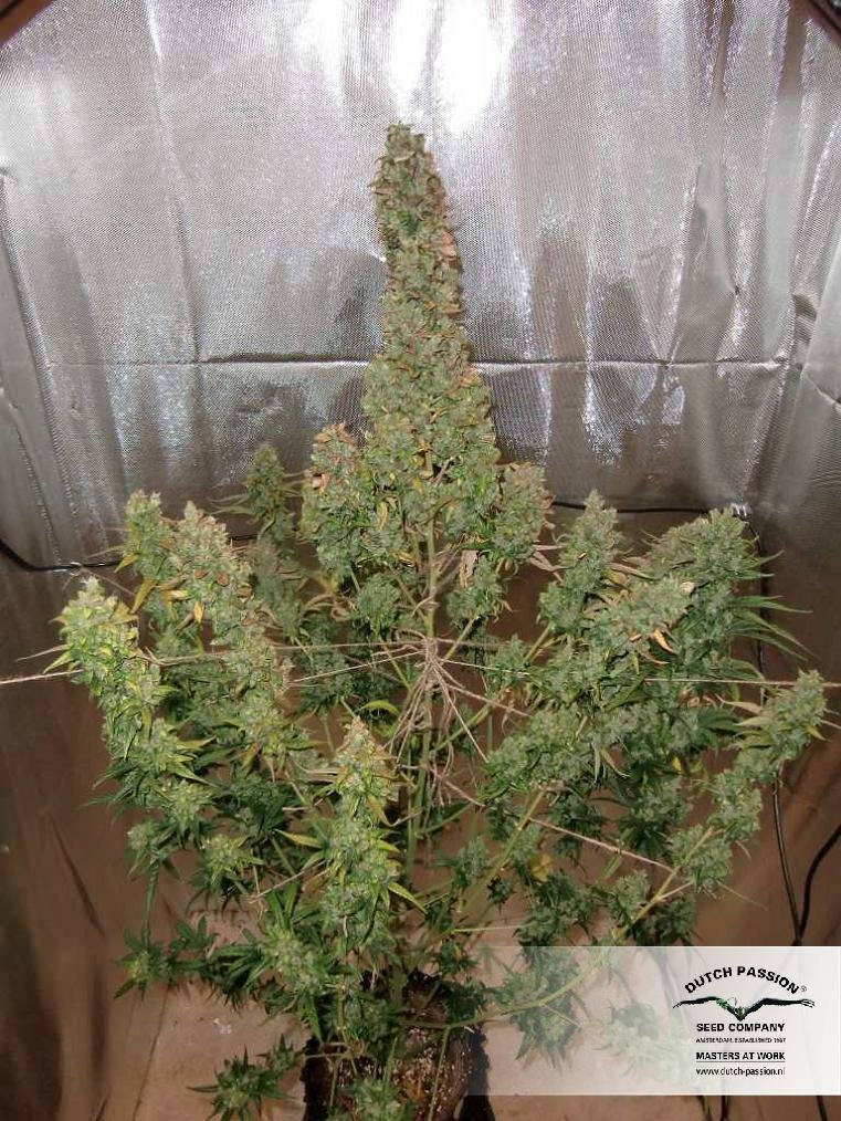 Dutch Passion - Auto Xtreme (auto/fem.)