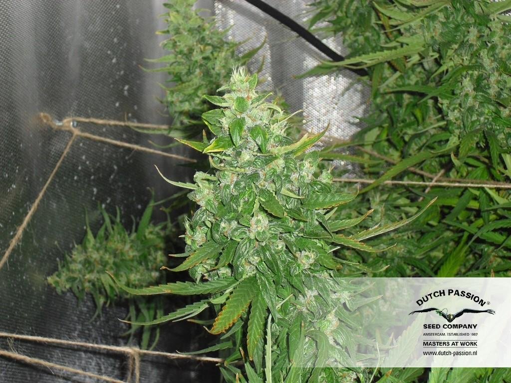 Dutch Passion - Auto Xtreme (auto/fem.)
