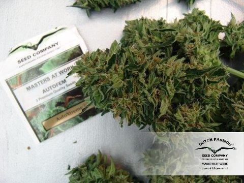 Dutch Passion - Auto Xtreme (auto/fem.)