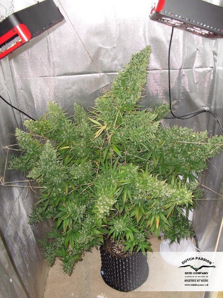 Dutch Passion - Auto Xtreme (auto/fem.)