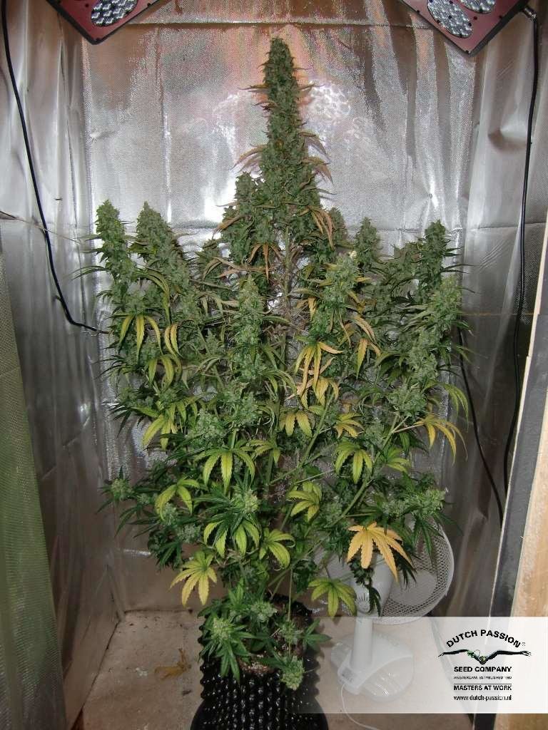 Dutch Passion - Auto Xtreme (auto/fem.)