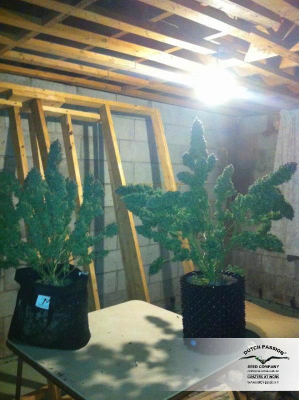 Dutch Passion - Auto Xtreme (auto/fem.)
