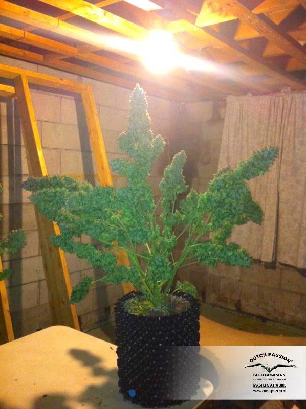 Dutch Passion - Auto Xtreme (auto/fem.)