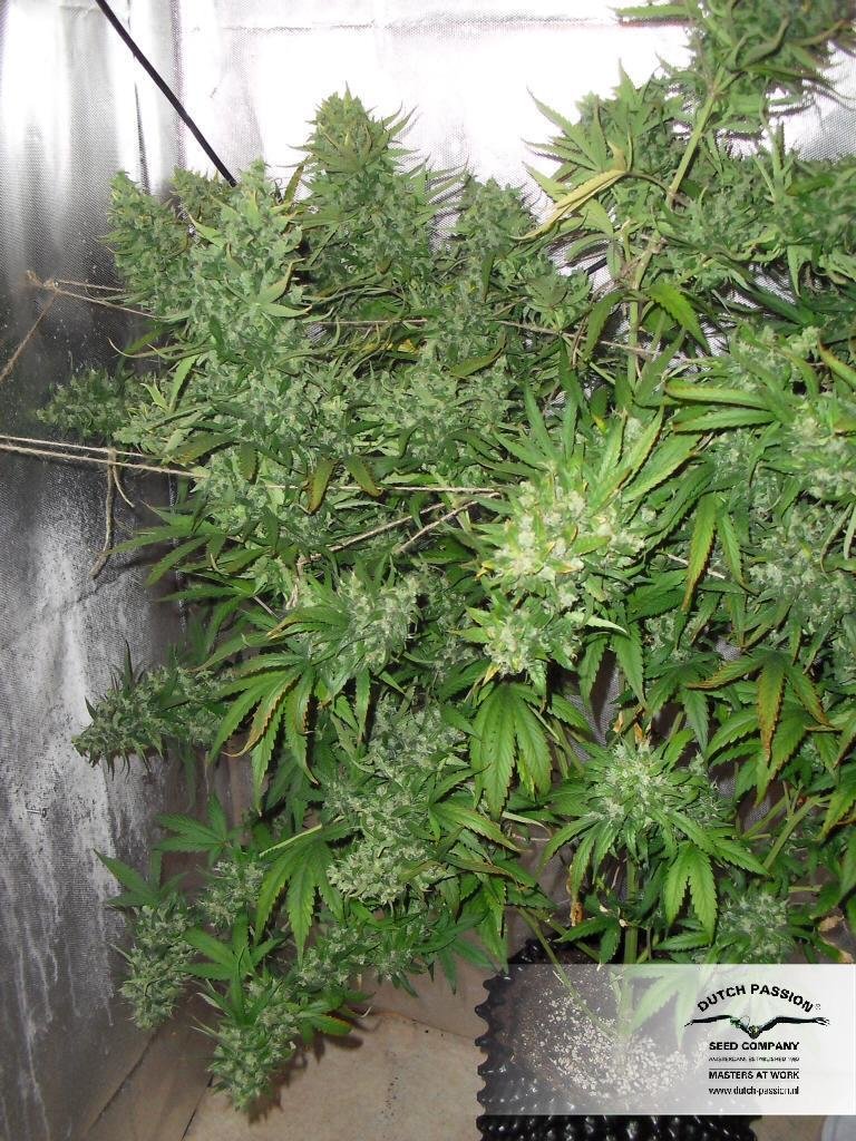 Dutch Passion - Auto Xtreme (auto/fem.)