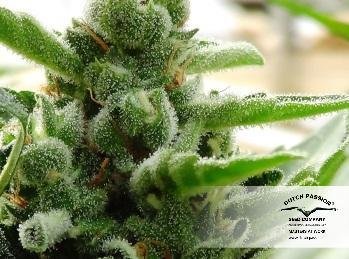 Dutch Passion - Auto Xtreme (auto/fem.)