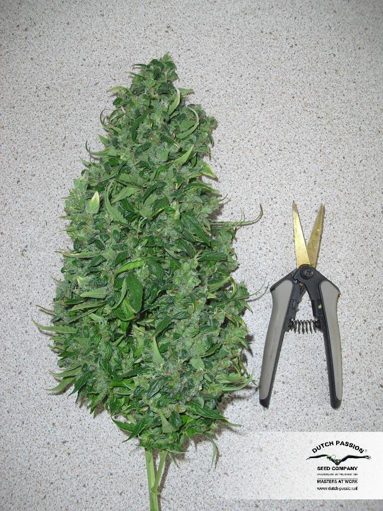 Dutch Passion - Auto Xtreme (auto/fem.)