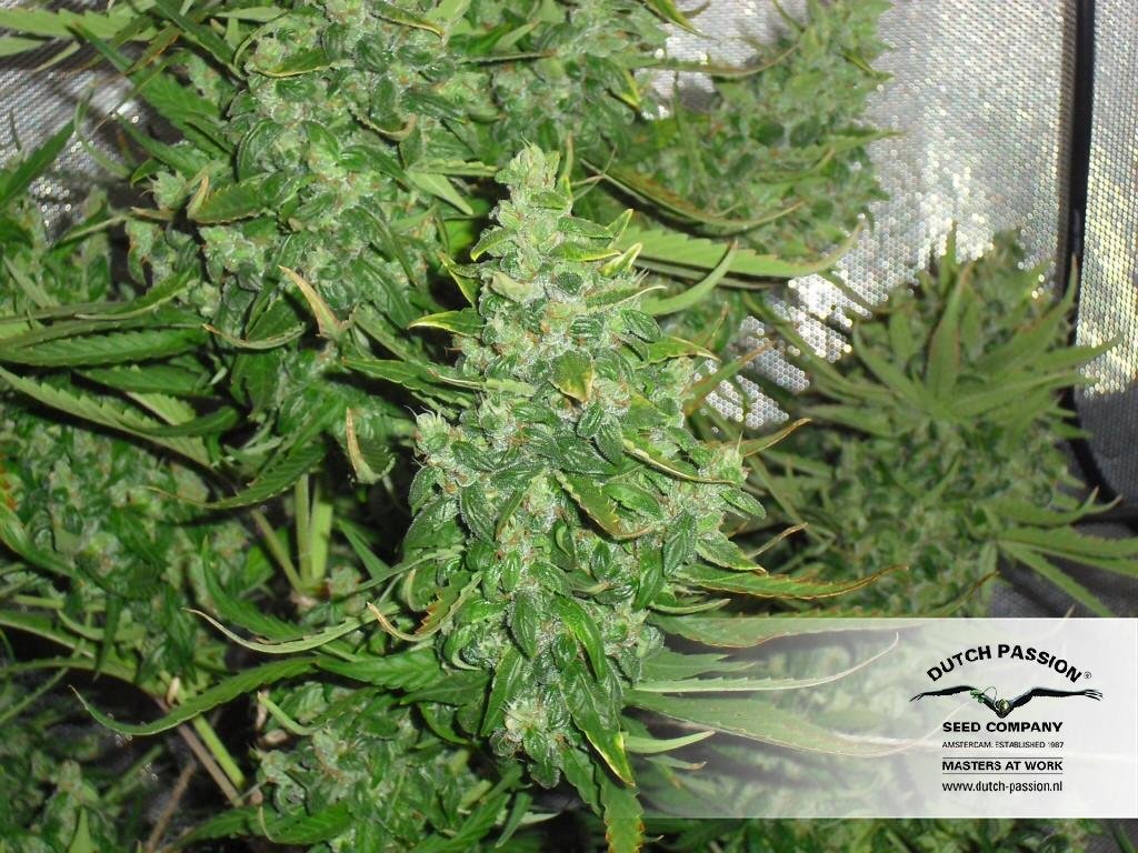 Dutch Passion - Auto Xtreme (auto/fem.)