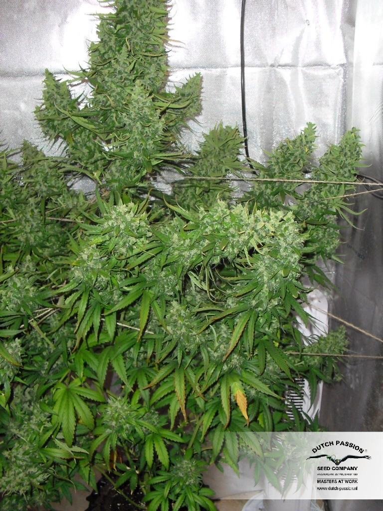 Dutch Passion - Auto Xtreme (auto/fem.)