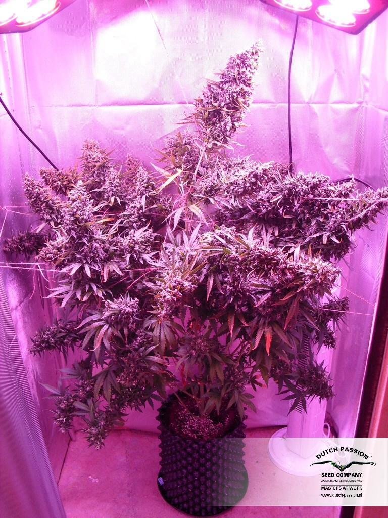 Dutch Passion - Auto Xtreme (auto/fem.)