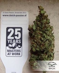 Dutch Passion - Auto Xtreme (auto/fem.)