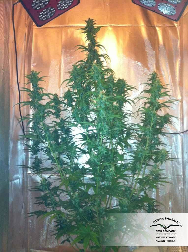 Dutch Passion - Auto Xtreme (auto/fem.)