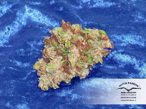 Dutch Passion - Auto Xtreme (auto/fem.)