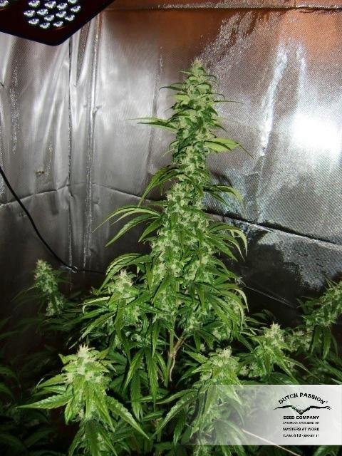 Dutch Passion - Auto Xtreme (auto/fem.)