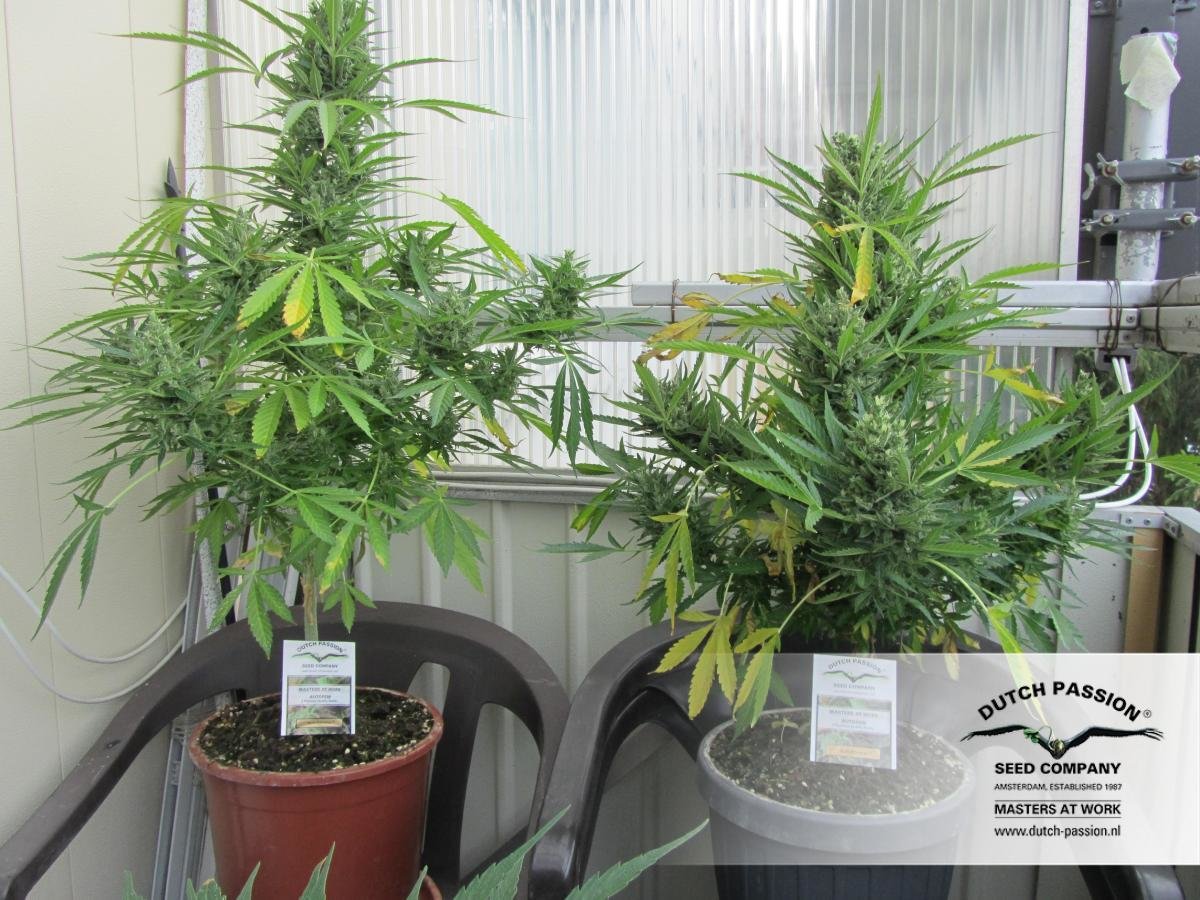 Dutch Passion - Auto Xtreme (auto/fem.)