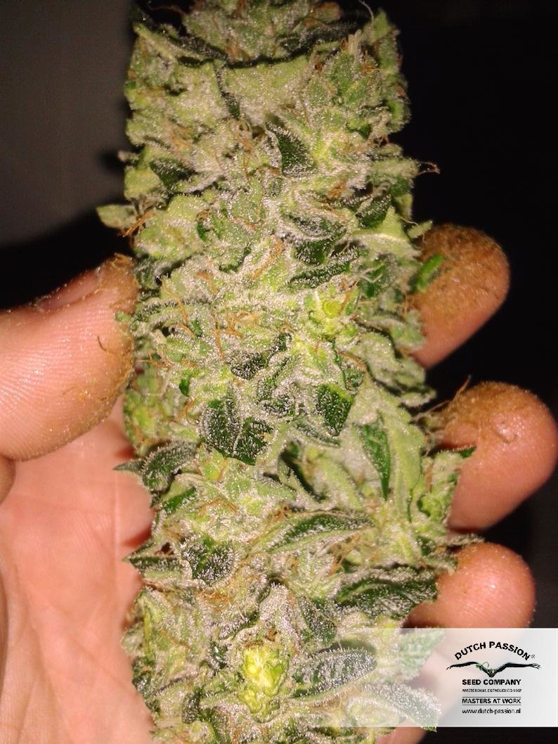 Dutch Passion - Auto Xtreme (auto/fem.)