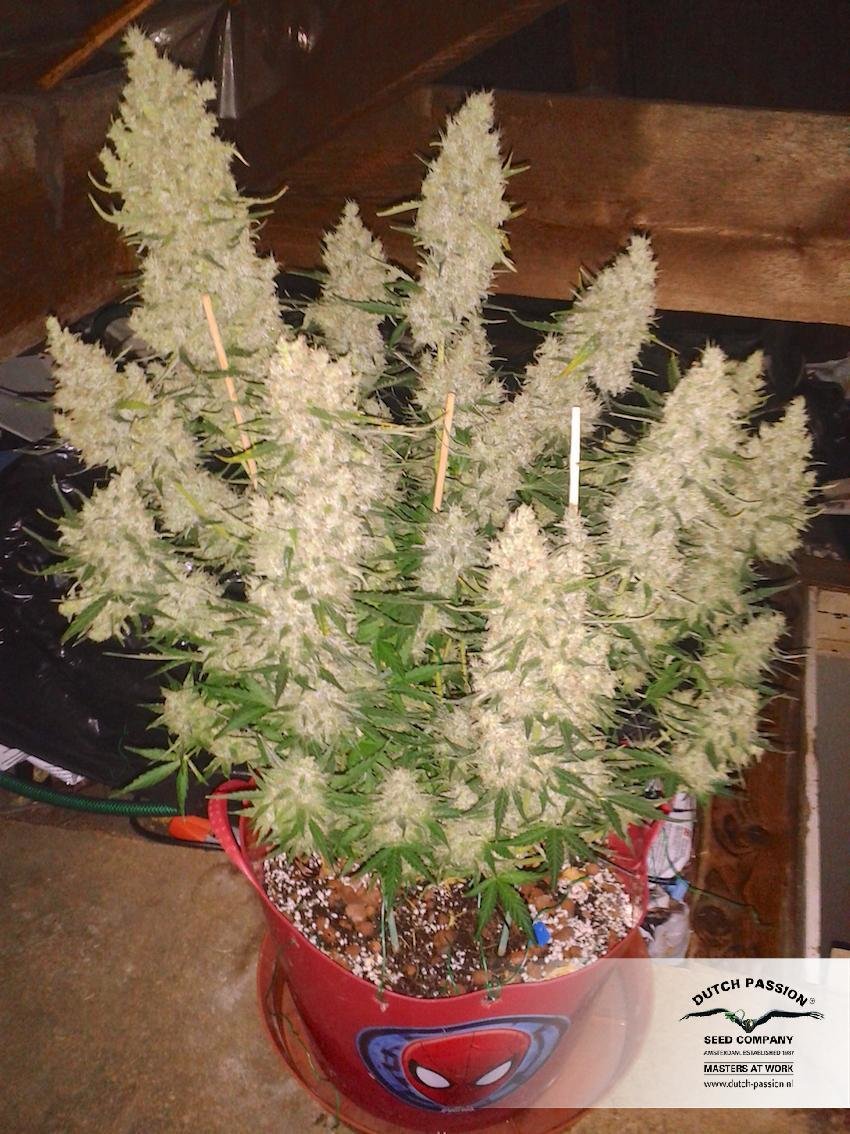 Dutch Passion - Auto Xtreme (auto/fem.)