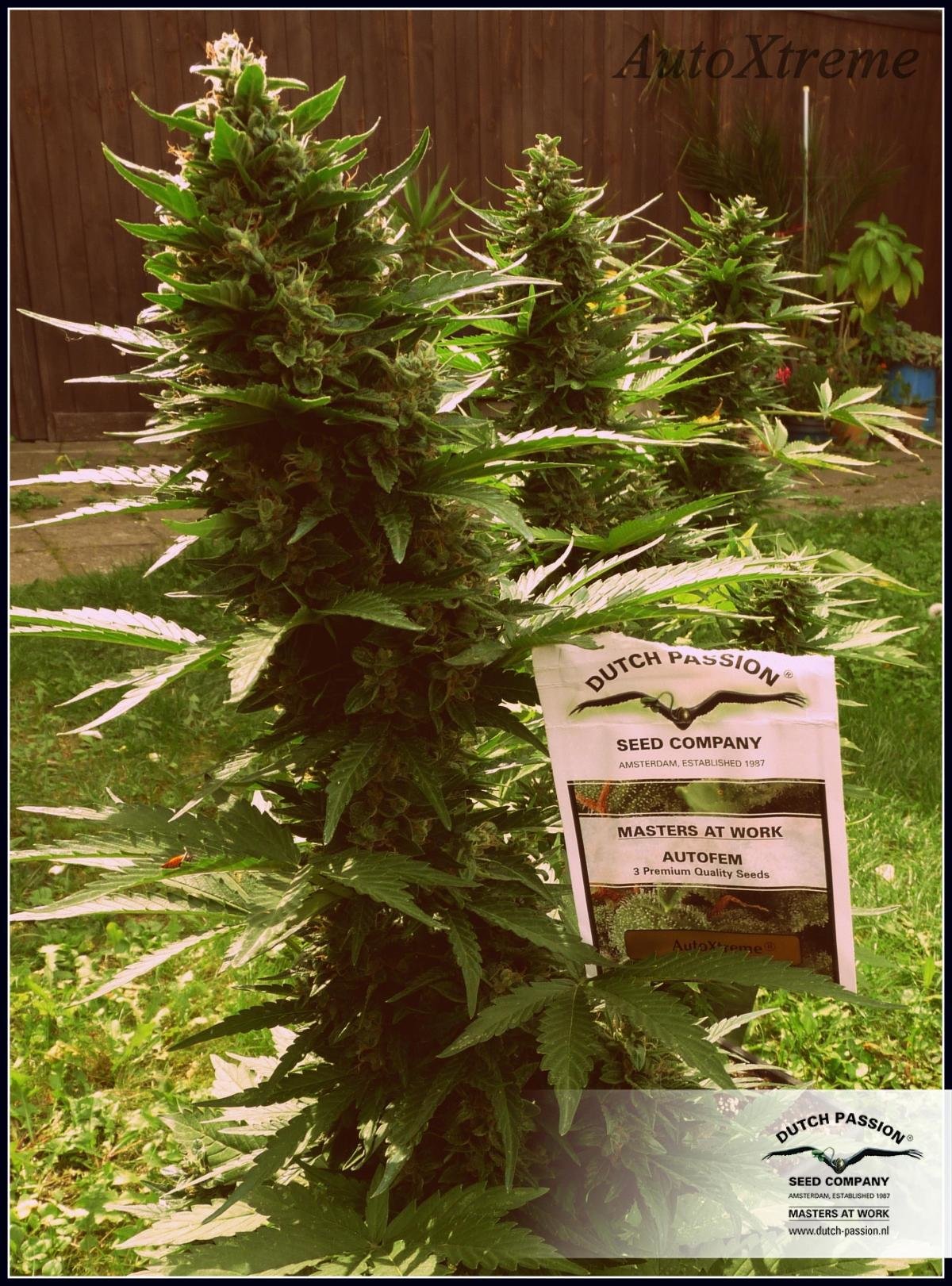 Dutch Passion - Auto Xtreme (auto/fem.)