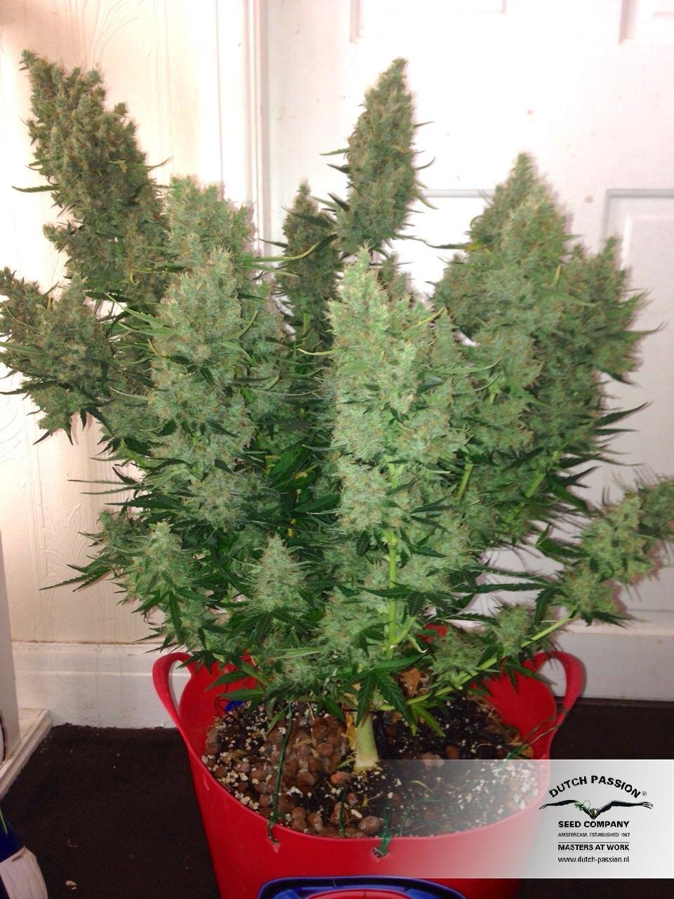 Dutch Passion - Auto Xtreme (auto/fem.)