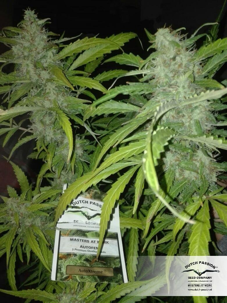 Dutch Passion - Auto Xtreme (auto/fem.)