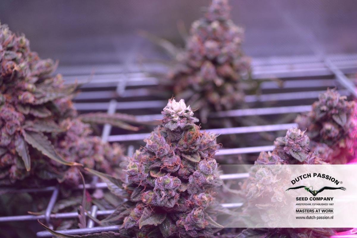 Dutch Passion - Auto Xtreme (auto/fem.)