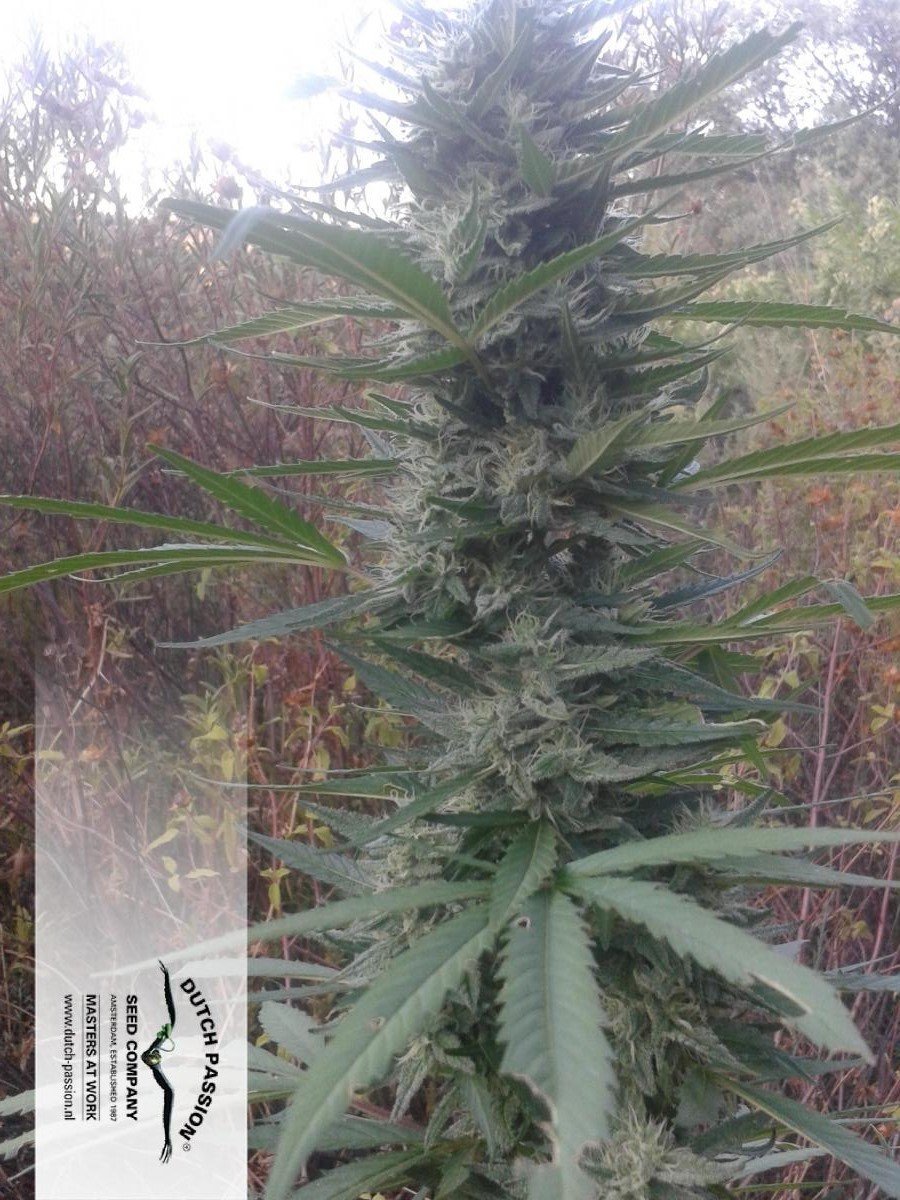 Dutch Passion - Auto Xtreme (auto/fem.)