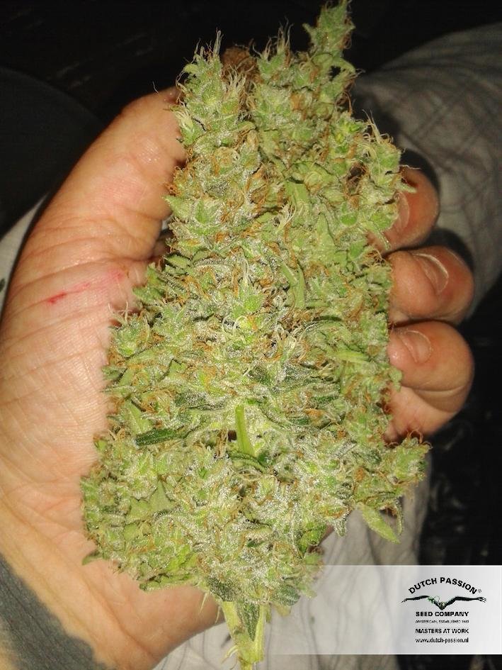 Dutch Passion - Auto Xtreme (auto/fem.)